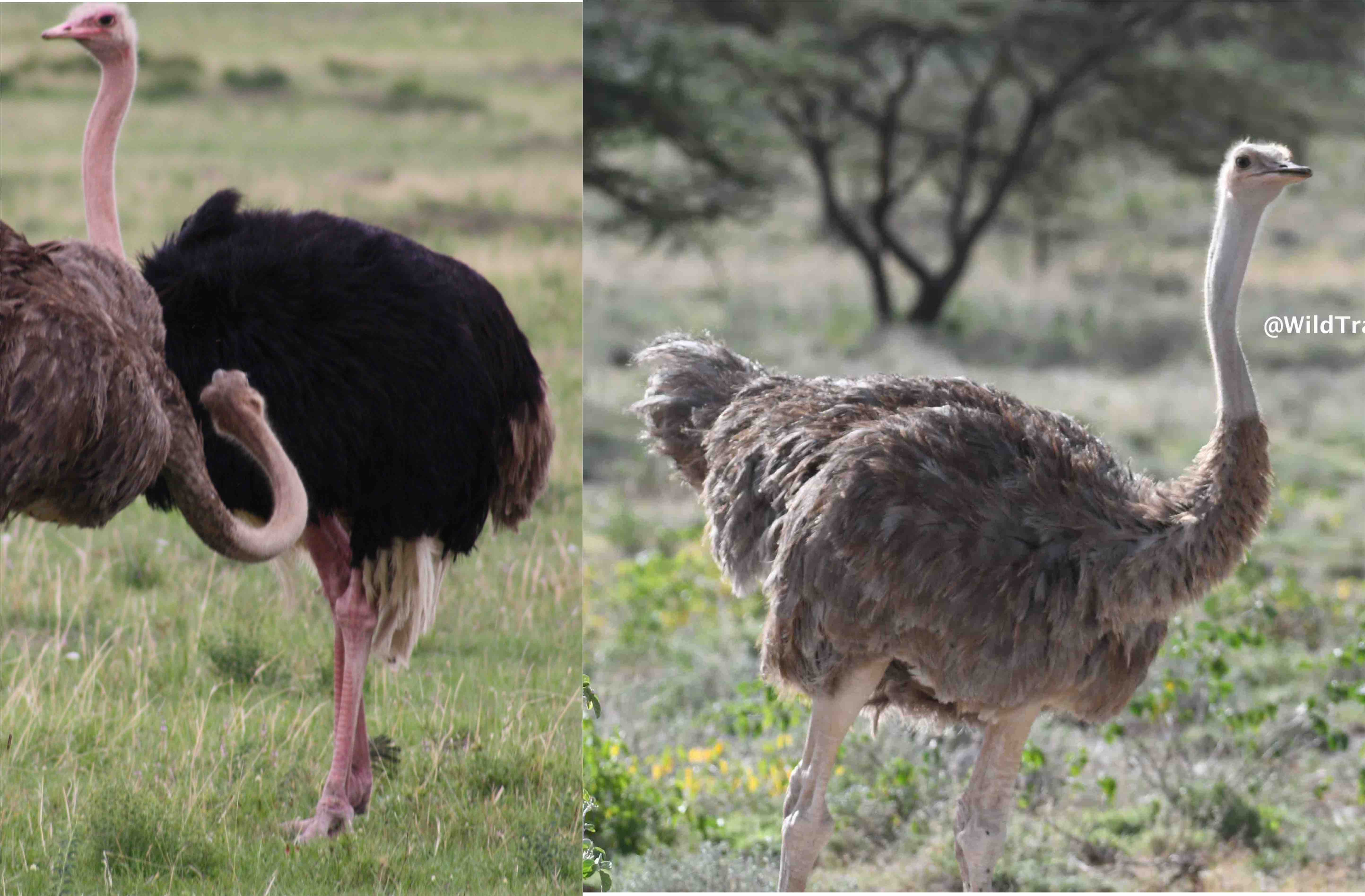kenyas 2 kinds of ostrich