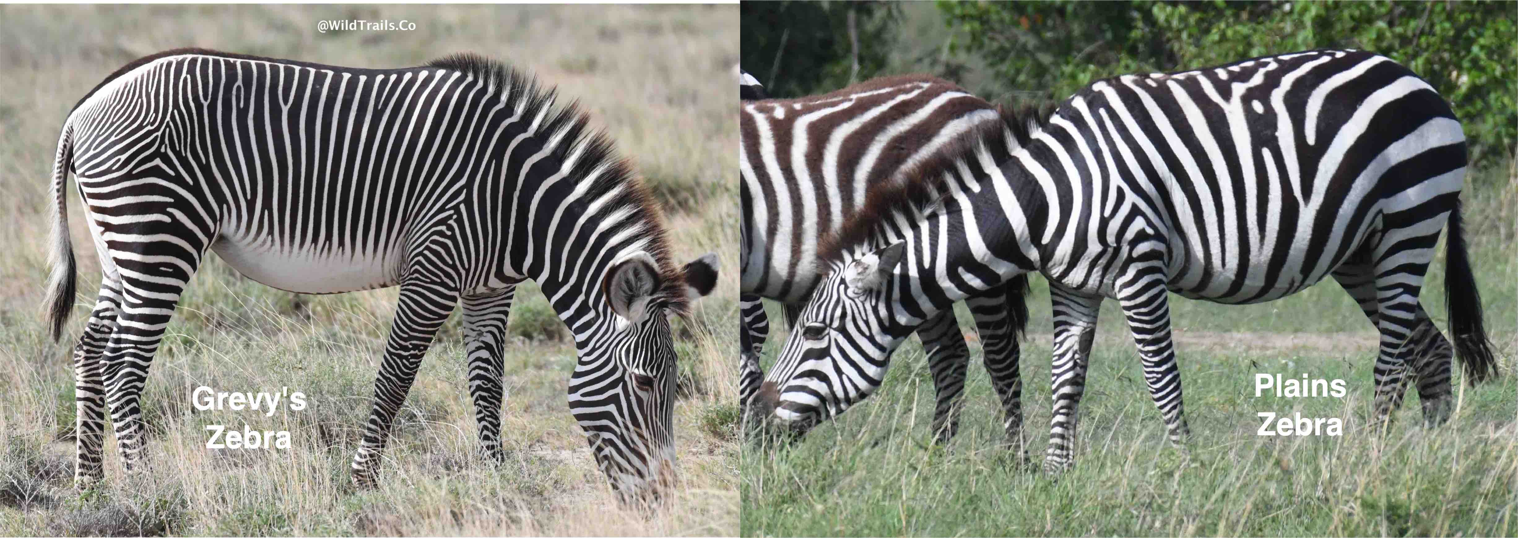 kenya's 2 kinds of zebras