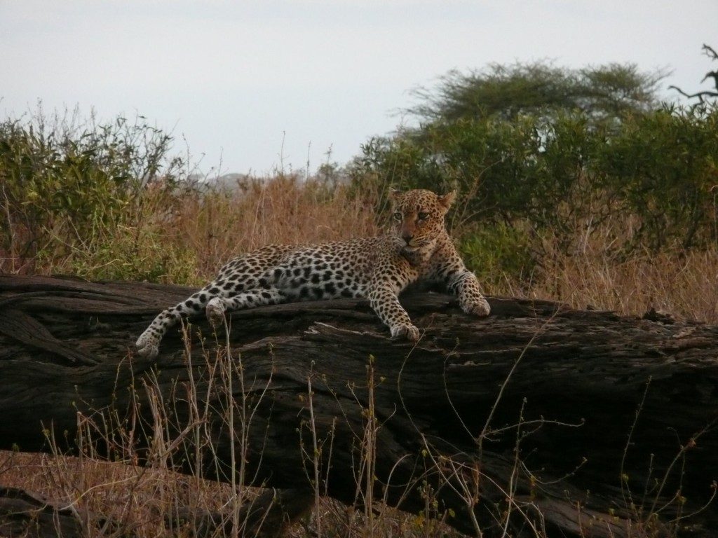 kenya samburu leopard