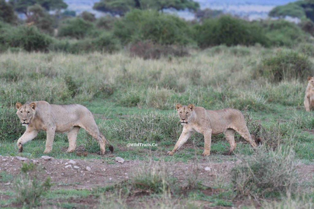 Kenya Safari for Big5 Amboseli