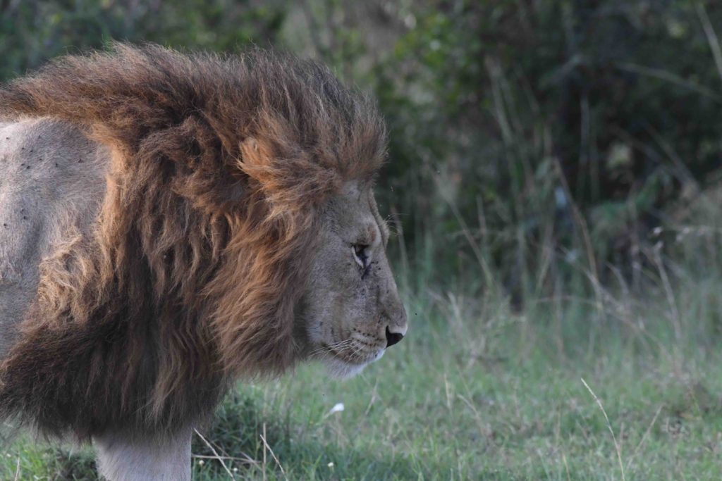 How to plan your Kenya Safari Trip?