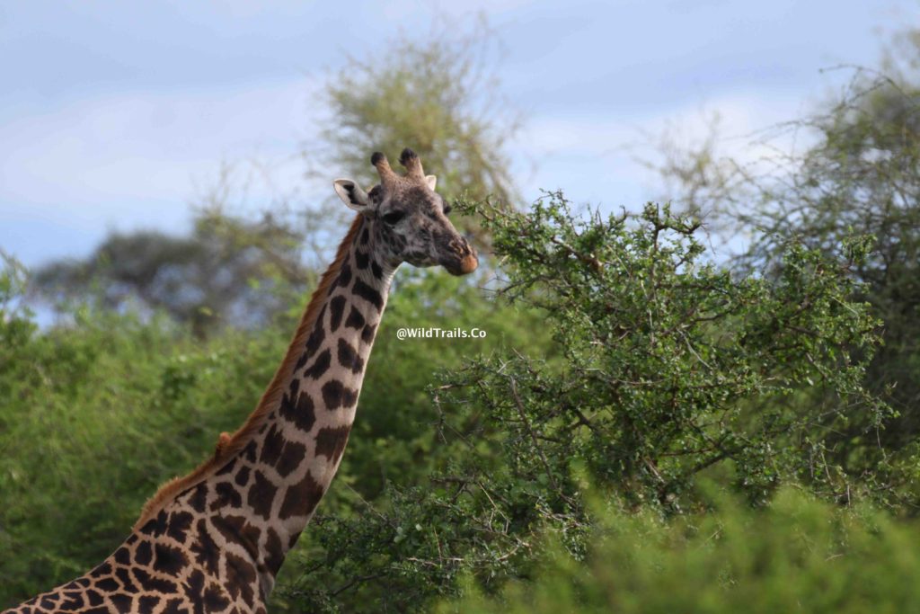 Kenya Safari for Big 5 Amboseli