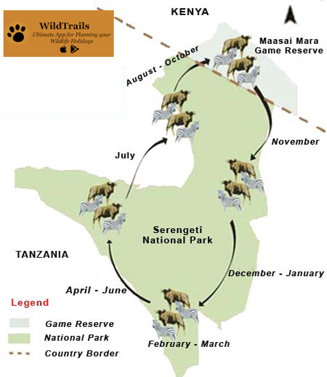 The Great Migration of Wildebeest in the Serengeti and the Masai Mara