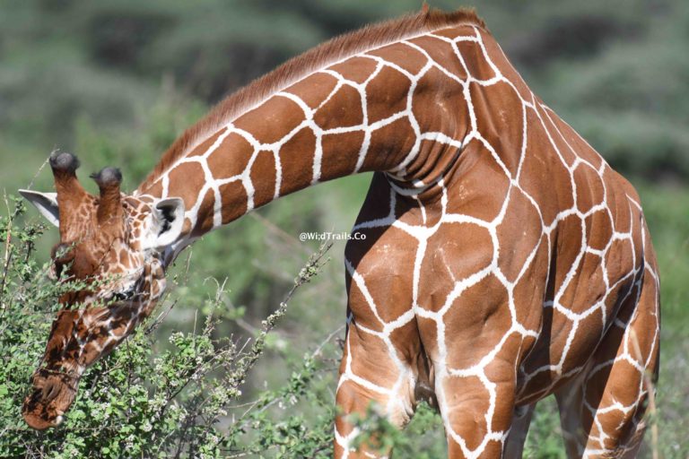 Kenya's three kinds of Giraffes by WIldTrails, the Kenya & India Safari