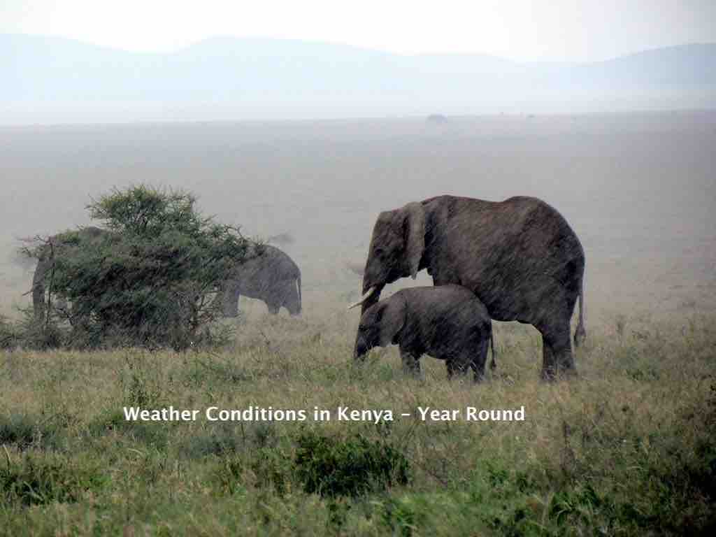 Round the Year Weather Conditions in Kenya for Safari Trips