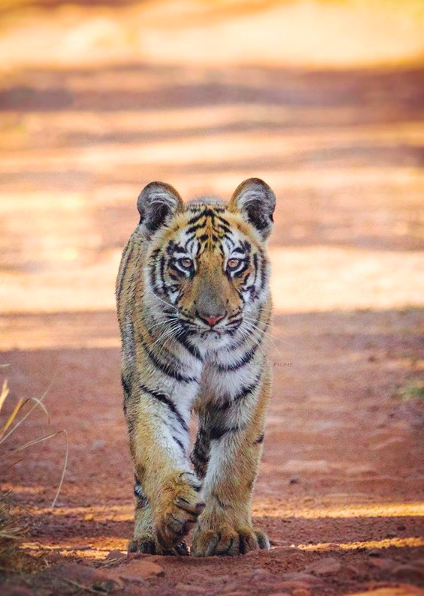 tiger cub