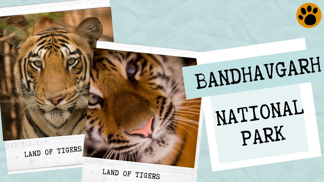 Bandhavgarh Tiger Sightings