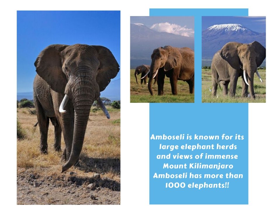 Amboseli (Wildtrails Recent Sightings)