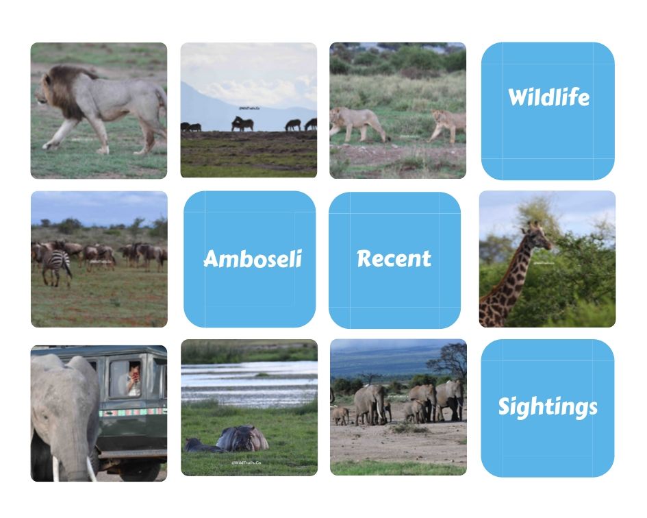 Amboseli (WildTrails Recent Sightings)