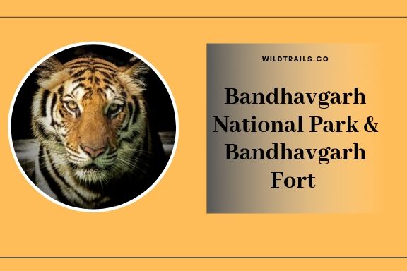 Facts about Bengal Tigers you might not know - Bandhavgarh