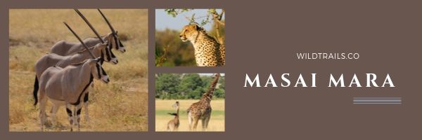 Masai Mara(WildTrails Recent Sightings)