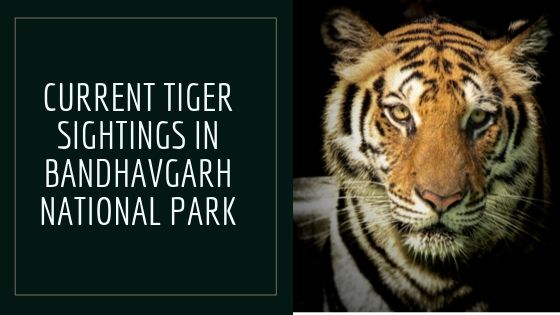 Recent Tiger Sightings