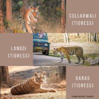Pench Tigers