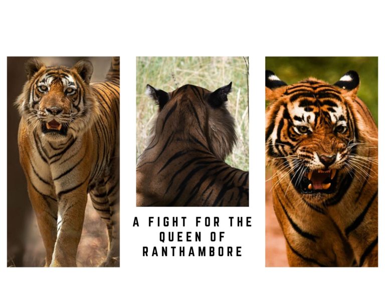 rANTHAMBORE RECENT TIGER SIGHTINGS