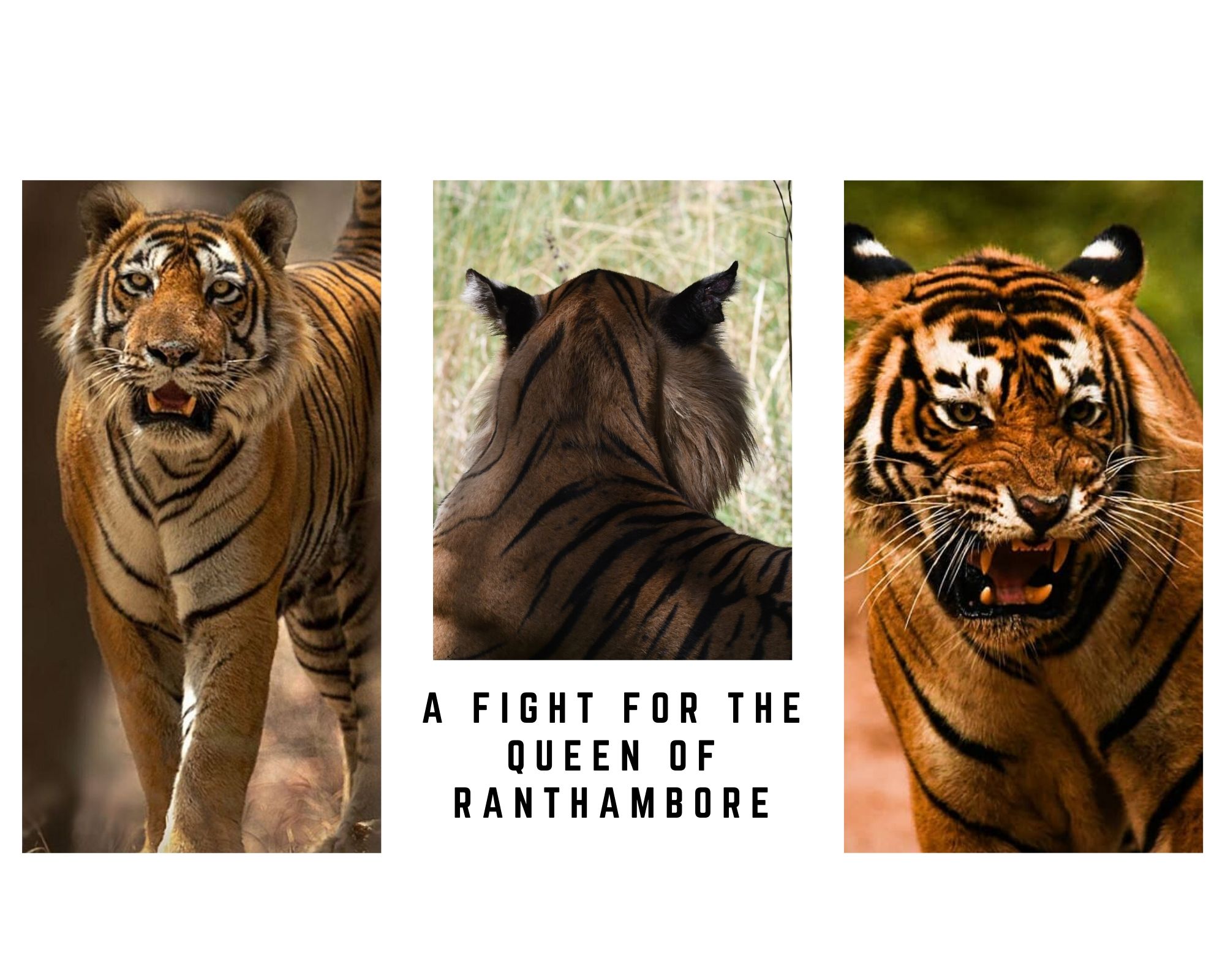 rANTHAMBORE RECENT TIGER SIGHTINGS