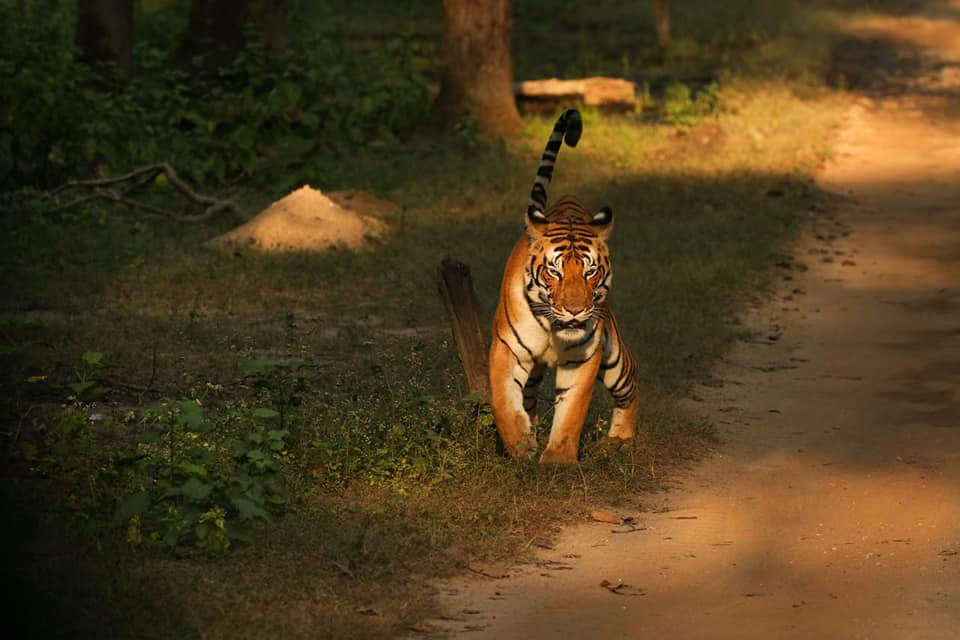 Kanha Tigers 