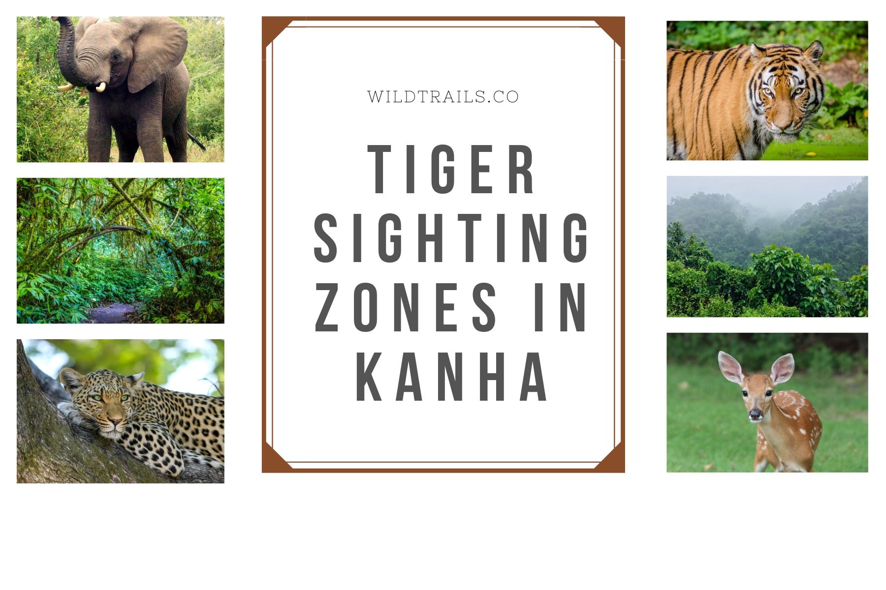 Kanha TiGERS