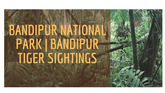 Bandipur tiger sightings
