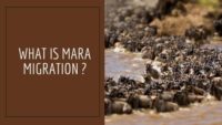 Mara Migration