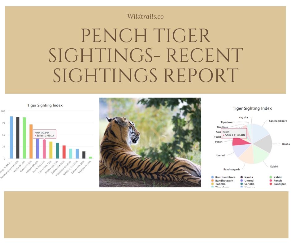 Pench Tiger sightings