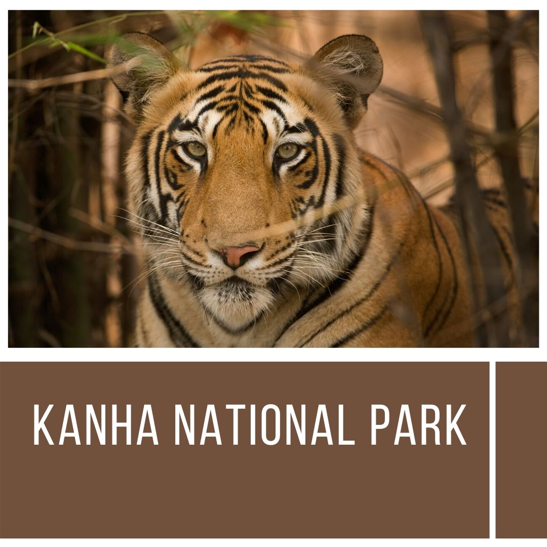 Kanha National Park