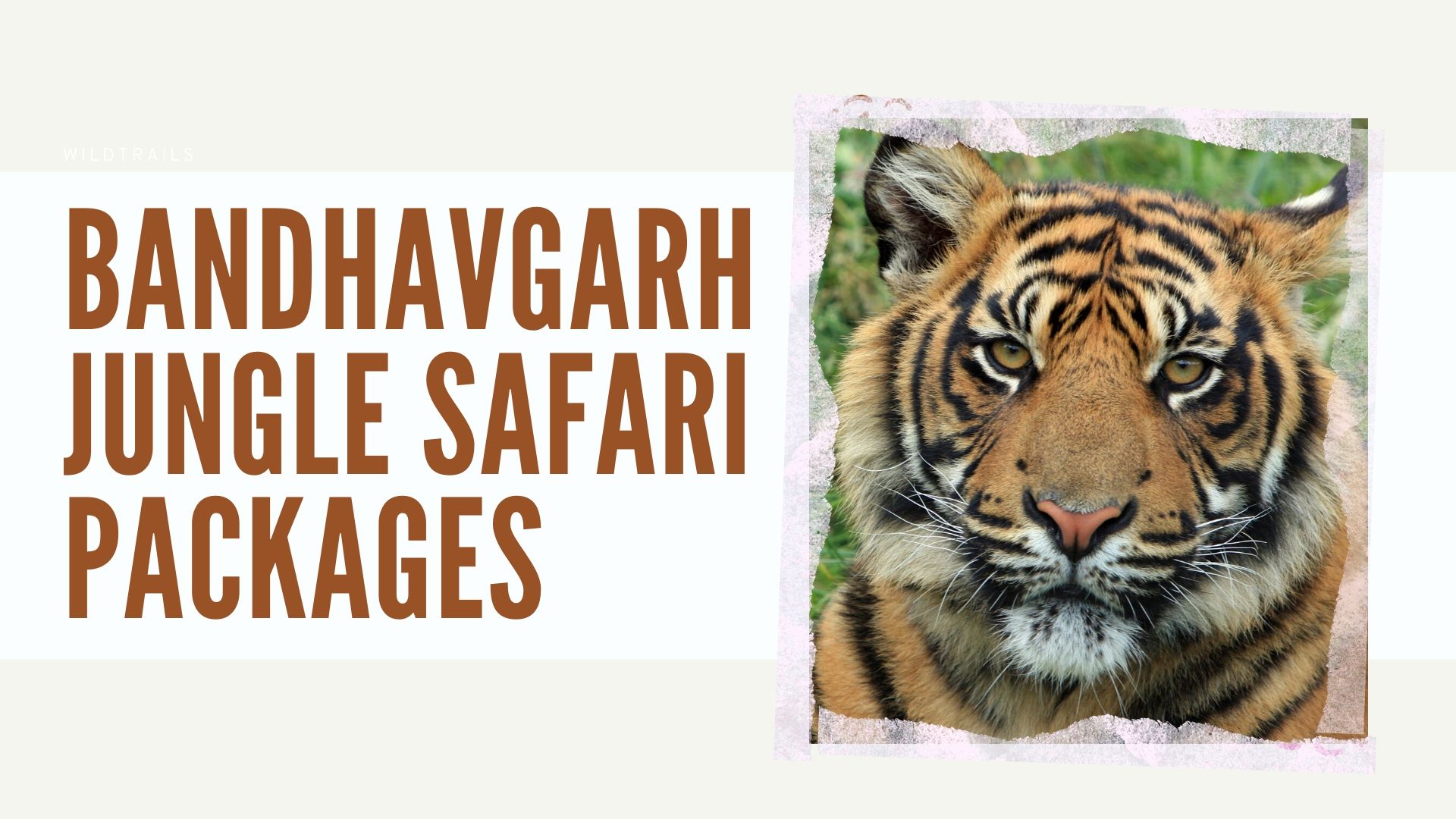 Bandhavgarh Jungle Safari Packages