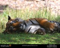 Ranthambore tigers