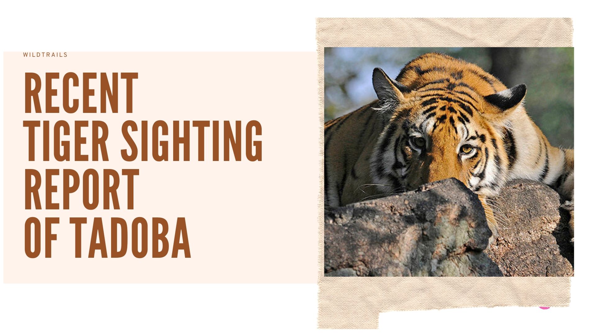 Tiger Sightings in Tadoba