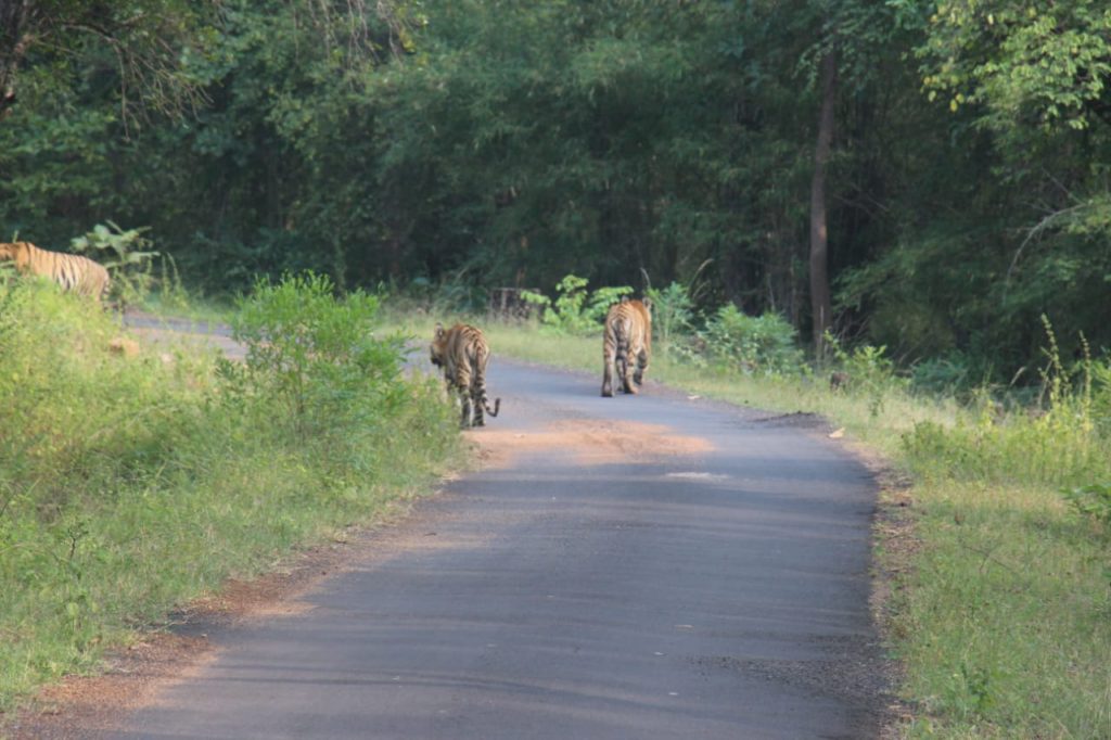 Tiger Sightings Tadoba