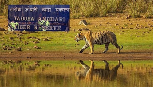 Posted @withregram • @harshal_malvankar_wild Tiger cubs play-fighting  Tadoba Andhari Tiger Reserve Maharashtra #bbcearth #BBCWildlifePOTD…