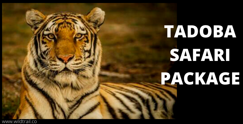 Tadoba Safari Package