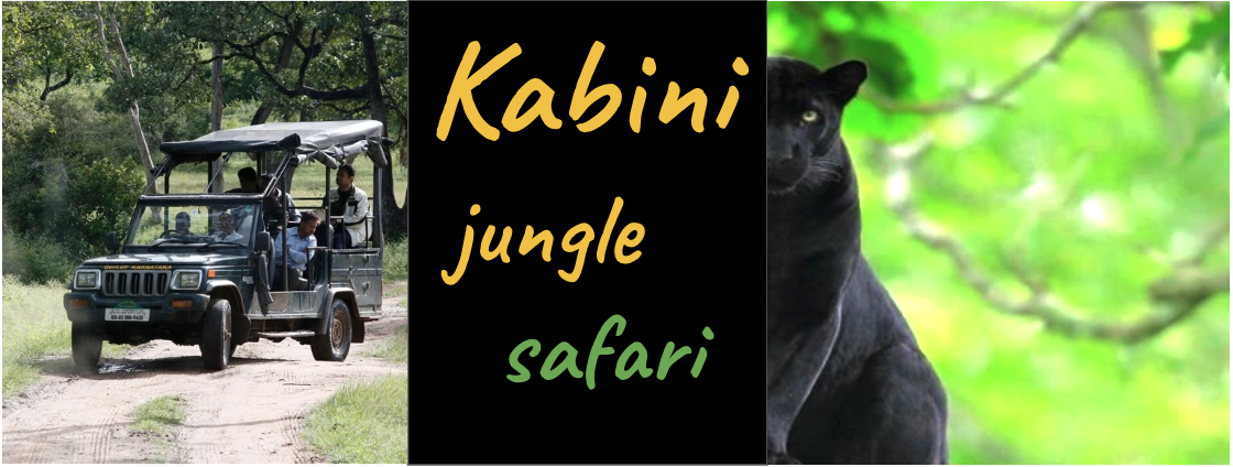 Kabini jungle safari