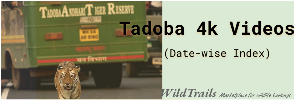 Tadoba-4k-videos-live