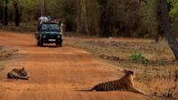 Tadoba Jungle Safari rules during COVID-19 Lockdown