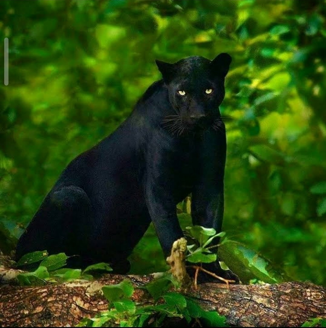 Black Panther in Kabini