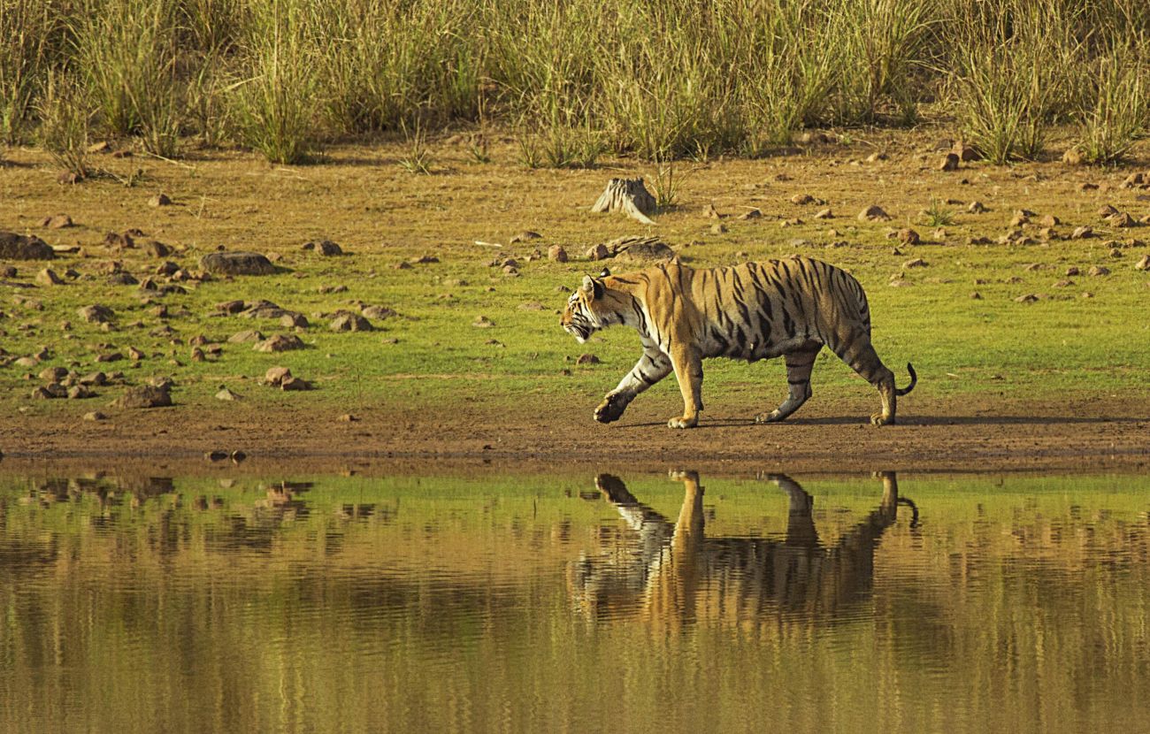 Tadoba Safari Package