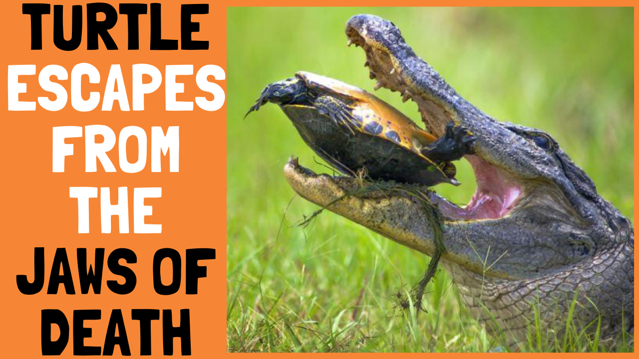 Turtle Escapes From Crocodile