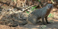 African Mongoose