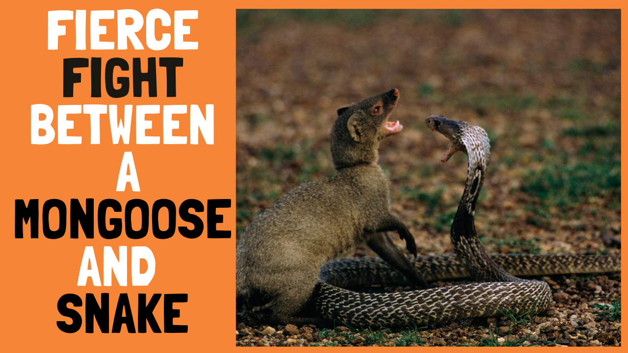 Fierce Fight Between a Mongoose and Snake
