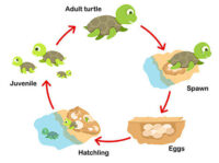 life cycle of turtle