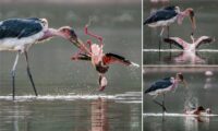 marabou stork attacks flamingo