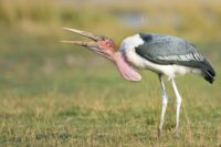 Marabou Stork