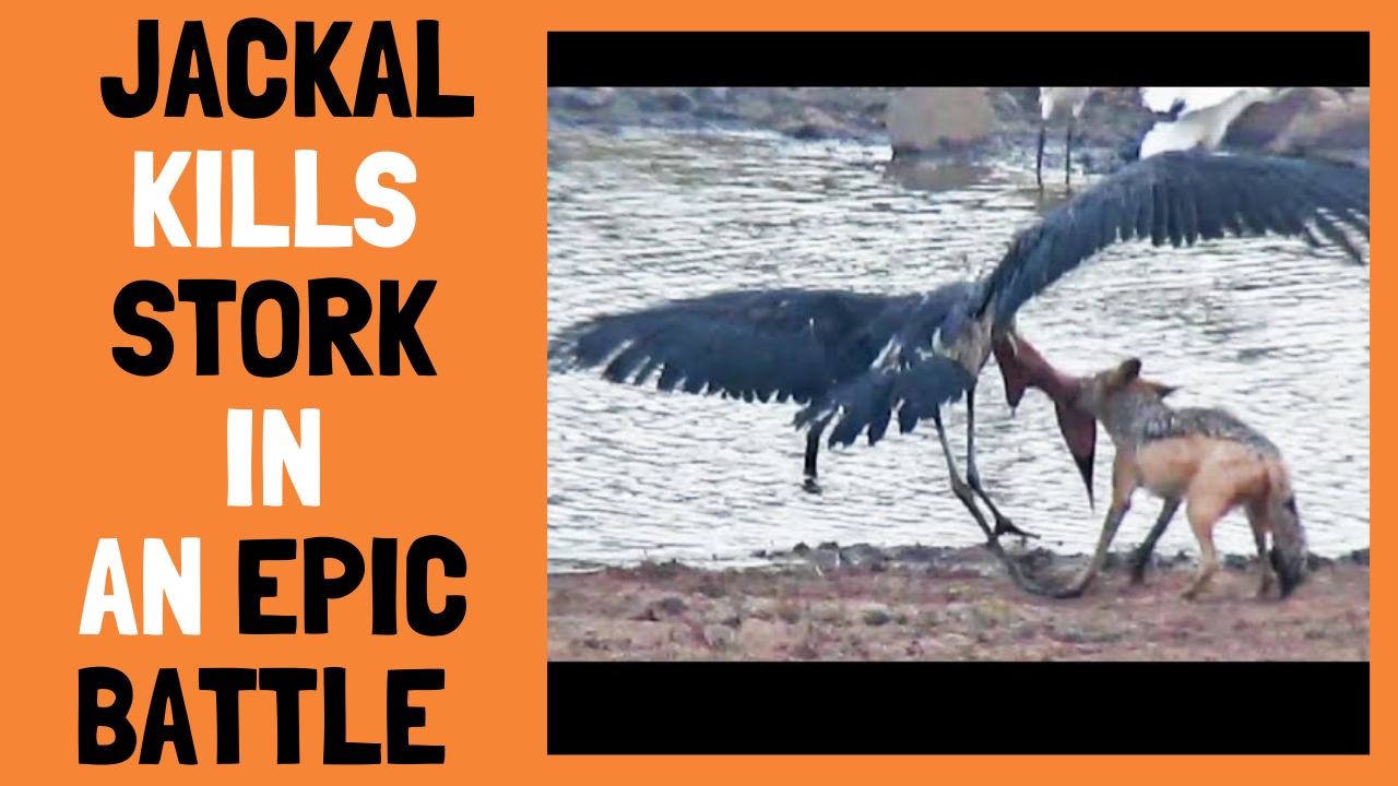 Jackal Kills Stork