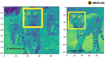 Tiger Face Recognition