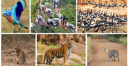 Flora And Fauna Of Sariska