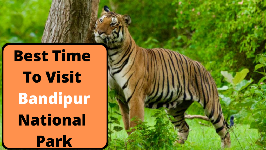 Best Time to Visit Bandipur National Park | Bandipur Tour Packages