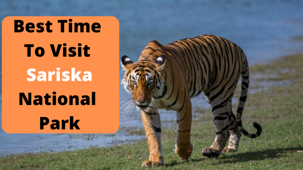 Best Time To Visit Sariska National Park | Best Season To Visit Sariska