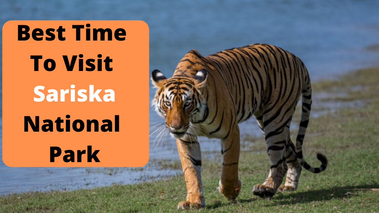 Best Time To Visit Sariska National Park