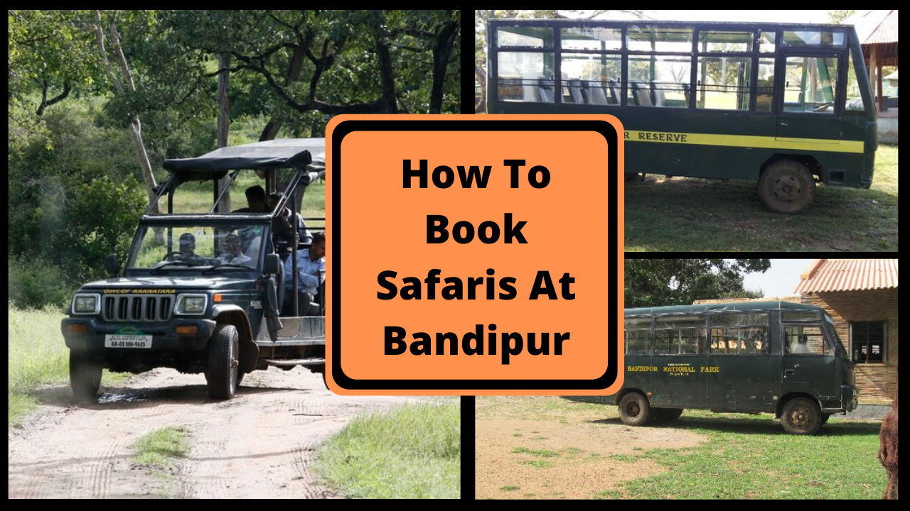 How To Book Safaris At Bandipur