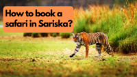 How to book a safari in Sariska?